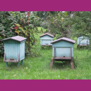 Wioska Miodowa – miejsce pełne pszczelej magii i tradycji